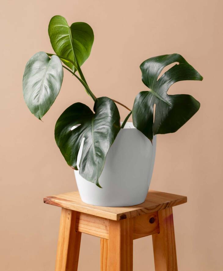 Monstera - Image 3